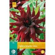 Dahlia brigitta alida bol/knol 1 stuks