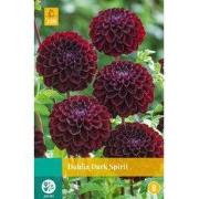 Dahlia dark spirit bol/knol 1 stuks