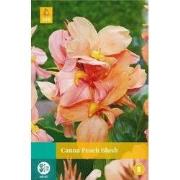 Canna peach blush bol/knol 1 stuks