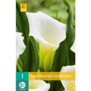 Zantedeschia crystal clear bol/knol 1 stuks