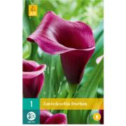 Zantedeschia durban bol/knol 1 stuks