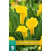 Zantedeschia gold label, 1 bloembol