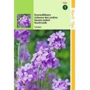 2 stuks - Hesperis Matronalis Violet Damastbloem