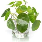 Pilea mini bush 13 cm/21 lvs