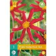 Dahlia honka rood 1st