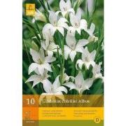2 stuks - 10 Gladiolus Colvillei Albus