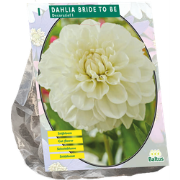 Dahlia Bride to Be 1 stuks