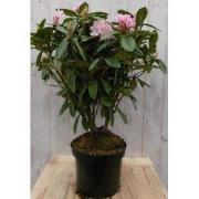 Rododendron 80 cm roze