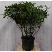 Rododendron 120 cm paars