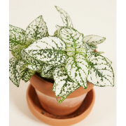 Kamerplant Hypoestes wit