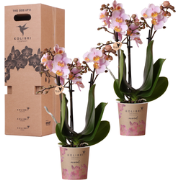 Kolibri Orchids - Surprise box mix - planten eenkleurig voordeel box -...