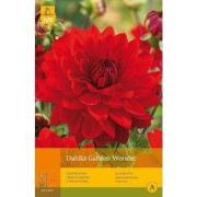 2 stuks - 1 Dahlia Garden Wonder