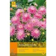 2 stuks - 1 Dahlia Park Princess