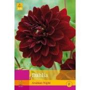 2 stuks - 3 Dahlia Arabian Night