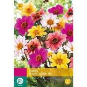2 stuks - Dahlia Happy Single Mix 2 bollen