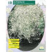 2 stuks - Zomer Bloembollen Gypsophilia Pan, Wit per 10
