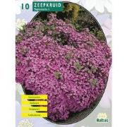 2 stuks - Zomer Bloembollen Saponaria Officinalis per 10