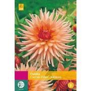 2 stuks - Dahlia Cactus Zalm 2 bollen