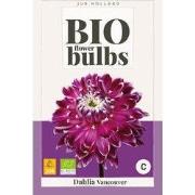 Bio dahlia vancouver bol/knol 1 stuks