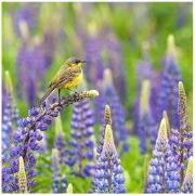 Buiten Canvas 58 x 58 cm Balkankwiksta