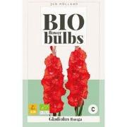 Bloembol bio gladiolus bunga bloembol