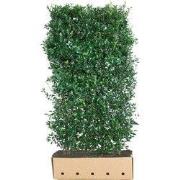 Ilex meserveae Heckenpracht 200 cm