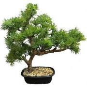 Bonsai pine tree 33 cm kunstplant
