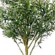 Kunstboom olijf 310 cm