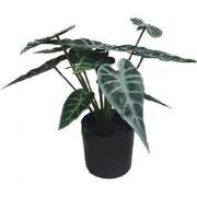 Alocasia 30 cm kunstplant