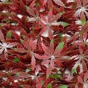 Kunstplanten mat 50x50 cm esdoorn rood