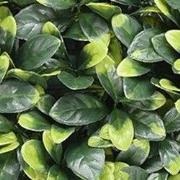 Kunstplanten mat 50x50 cm bayberry