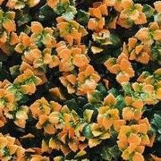 Kunstplanten mat 50x50 cm pachysandra oranje