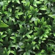 Kunstplanten mat 50x50 cm hedera