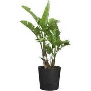 Foss rond 25 cm living black