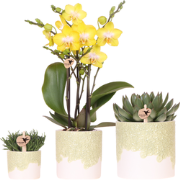 Kolibri Company | Plantenset Bloom Green | Gele Albenga orchidee 9cm +...