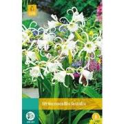 2 stuks - Hymenocallis Festalis 1 bol