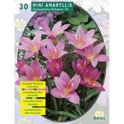 2 stuks - Zomer Bloembollen Zephyranthus Robustus (Habranthus) per 30