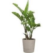 Foss rond 35 cm paddenstoel beige